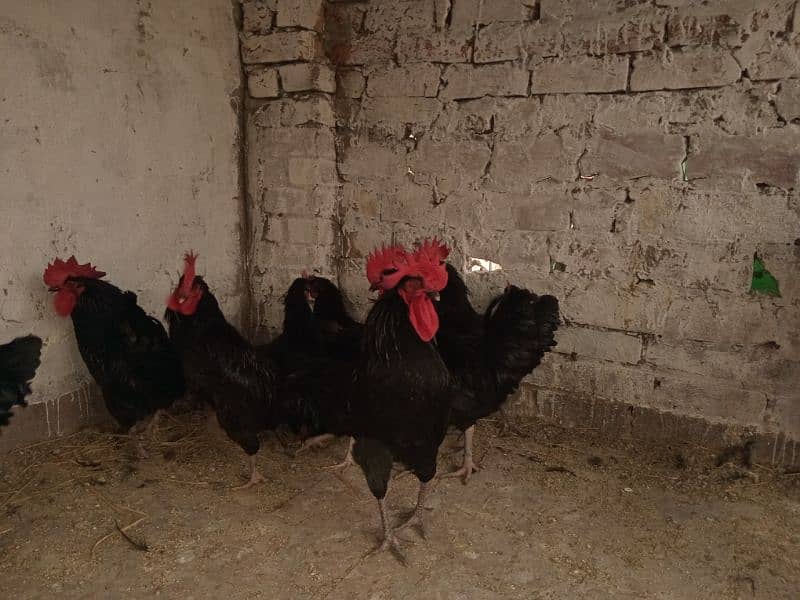 Rir and Australope roosters for sale 3