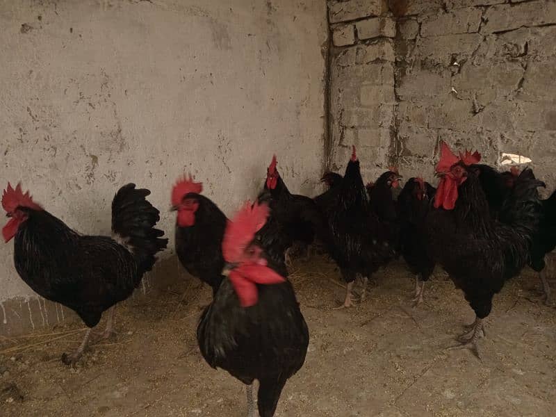 Rir and Australope roosters for sale 4