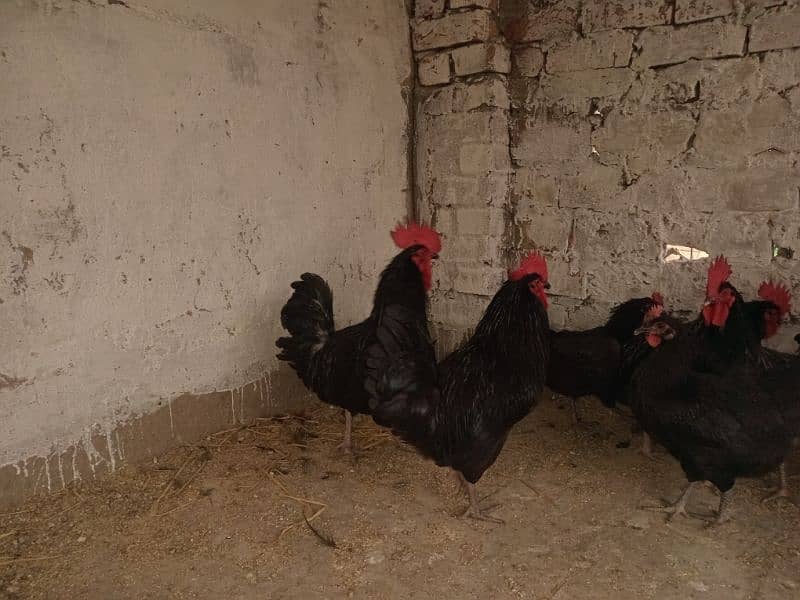 Rir and Australope roosters for sale 5