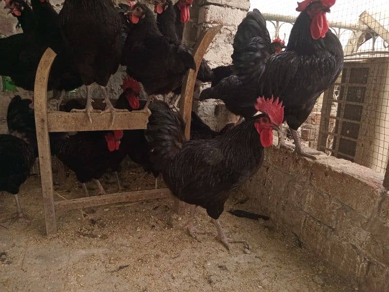 Rir and Australope roosters for sale 6