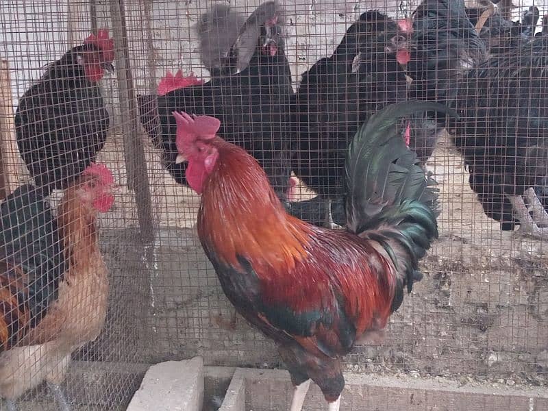 Rir and Australope roosters for sale 7