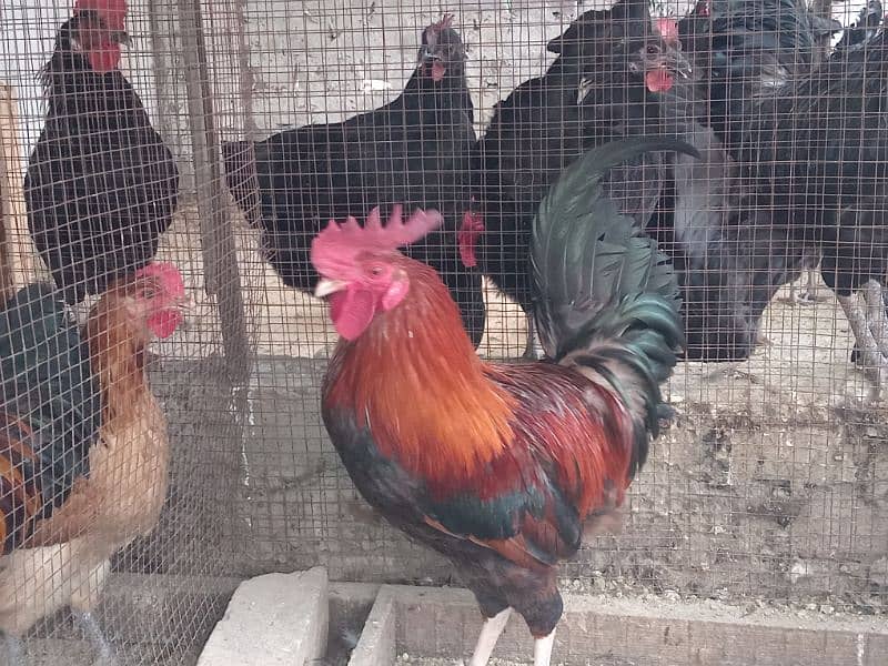 Rir and Australope roosters for sale 8