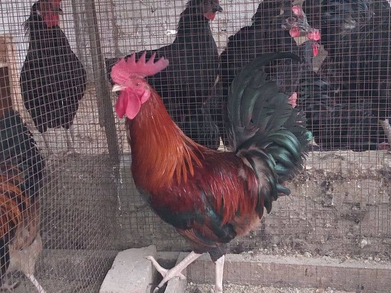 Rir and Australope roosters for sale 9