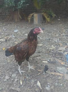 Mianwali zero size hen