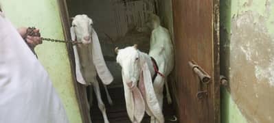 Gulabi goat