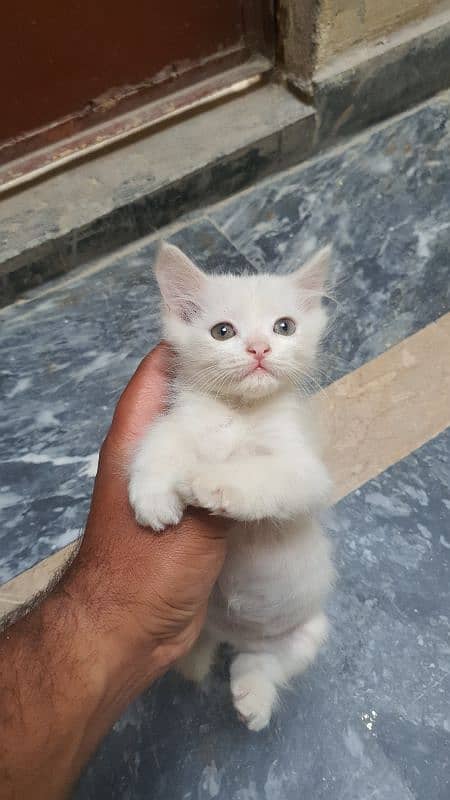 Persian kitten 2