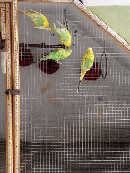 Australian parrot for sale 4