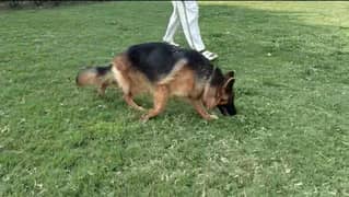 German shepherd pedigree female