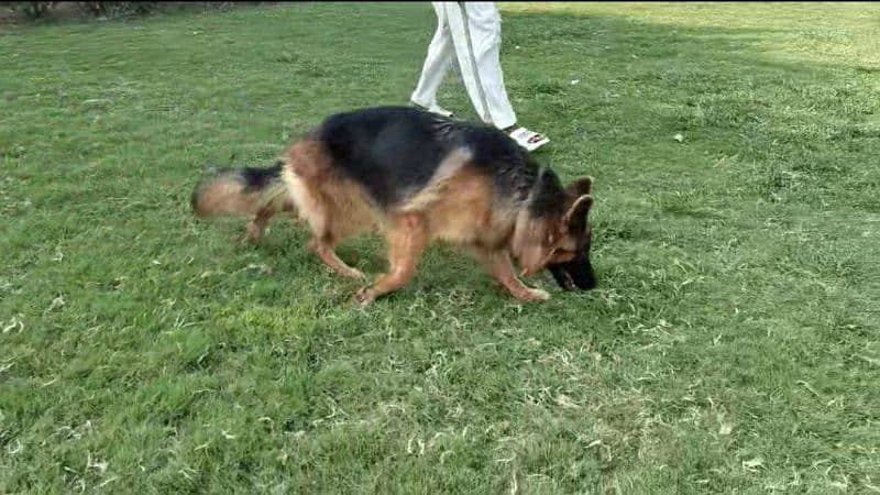 German shepherd pedigree female 0