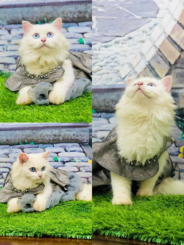 punch face triple coated Persian kittens and adult male female 17