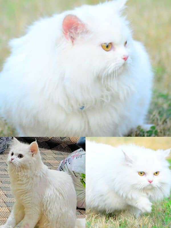 punch face triple coated Persian kittens and adult male female 18