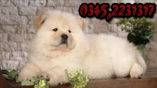 Chow Chow puppy 345,22,3131,7