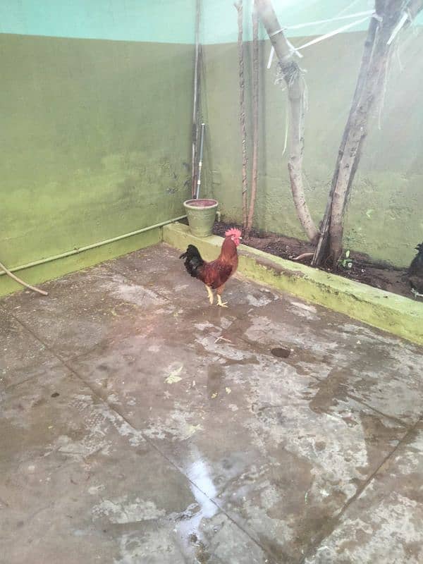 Hen For Sale 3