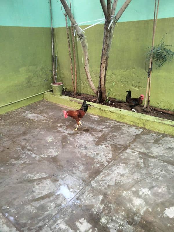 Hen For Sale 4