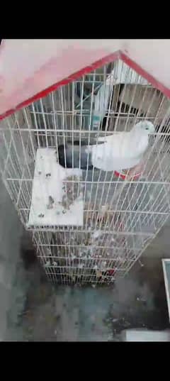 Parrot cage