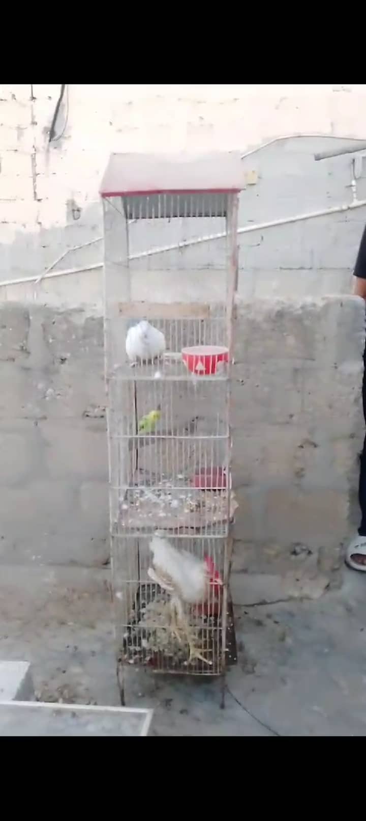 Parrot cage 6