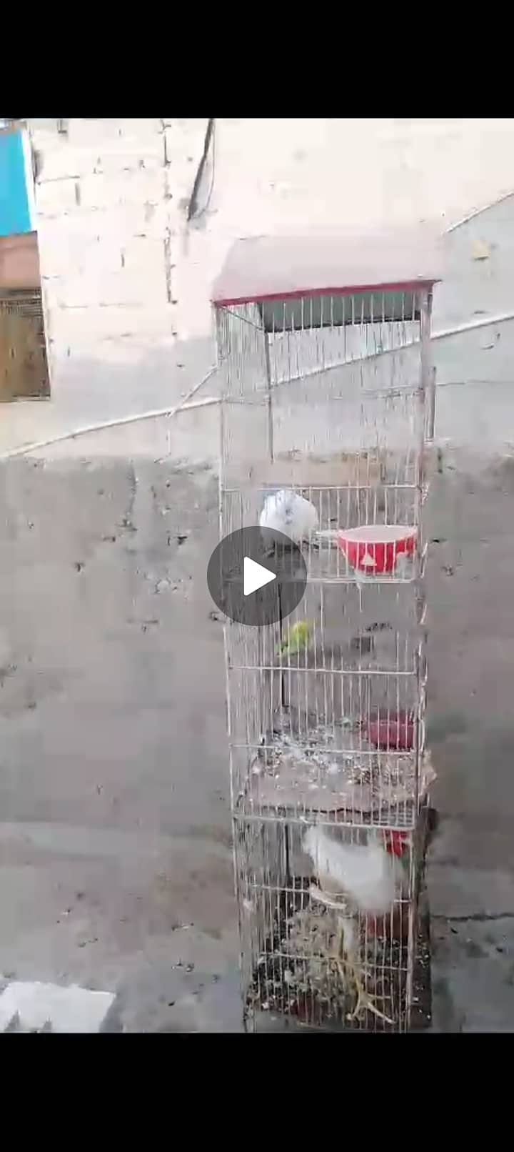 Parrot cage 7