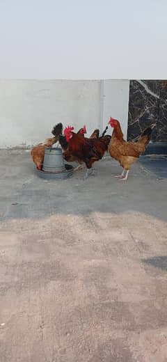 Hen