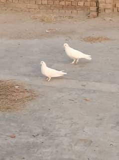 balloon pigeon breeder pair