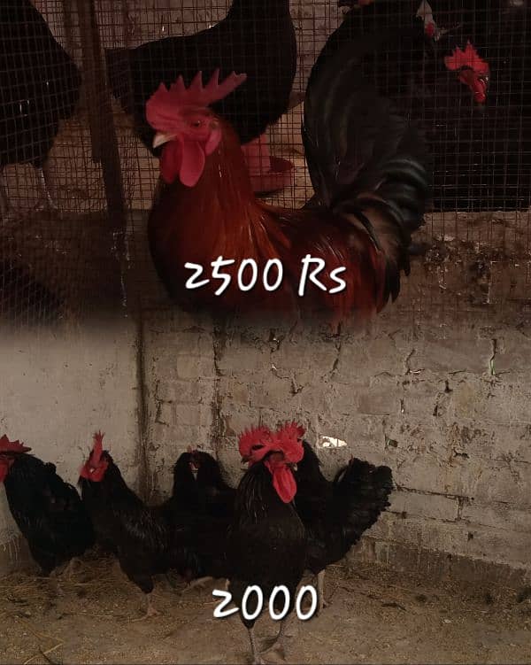 Rir Australope roosters for sale 0