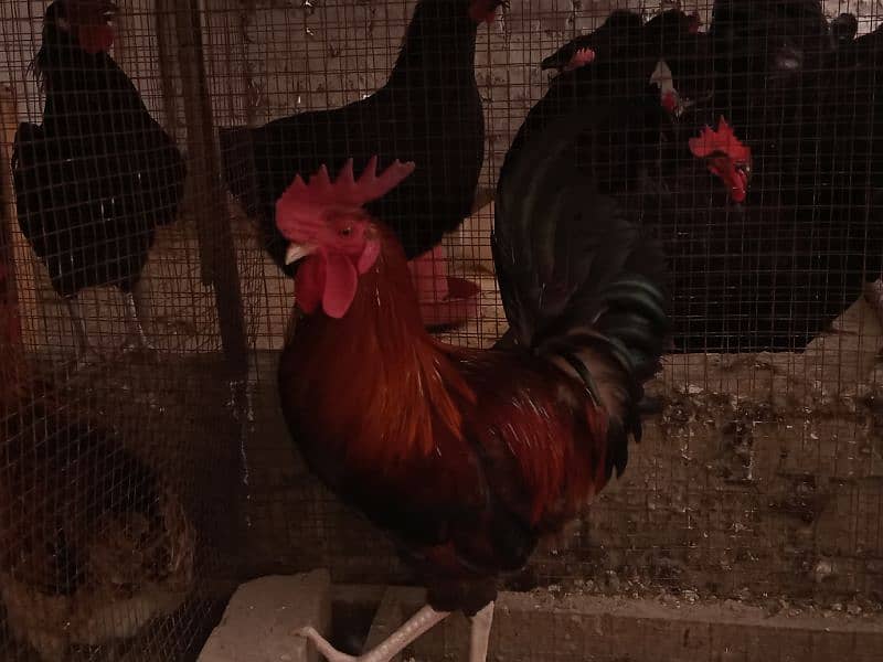 Rir Australope roosters for sale 2