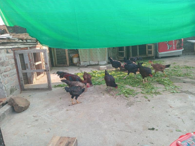 desi hens,murgian 0