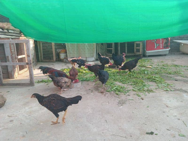 desi hens,murgian 2