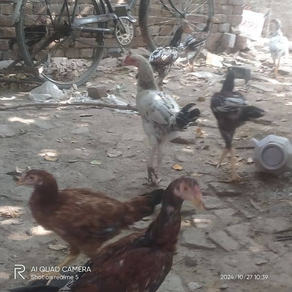 aseel hens and aseel murga long hight a quality 03036308392 3