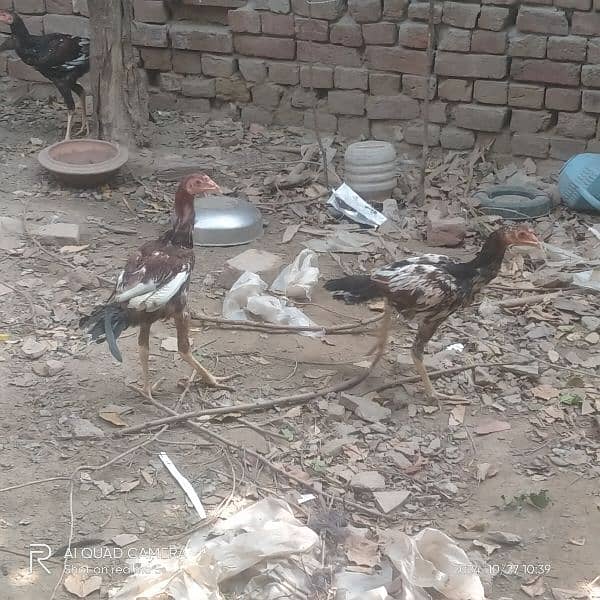 aseel hens and aseel murga long hight a quality 03036308392 6