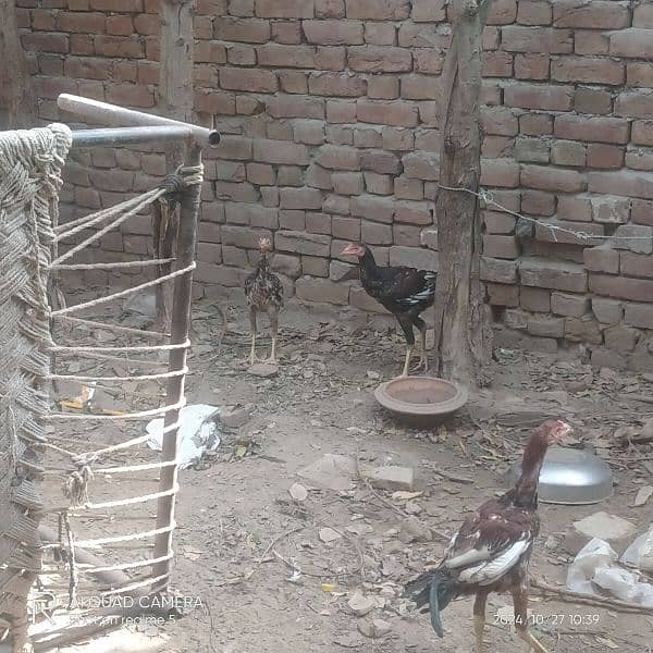 aseel hens and aseel murga long hight a quality 03036308392 7