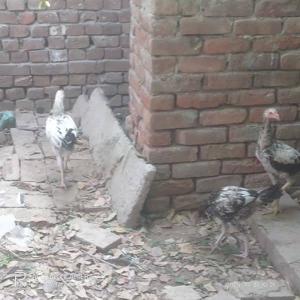 aseel hens and aseel murga long hight a quality 03036308392 8