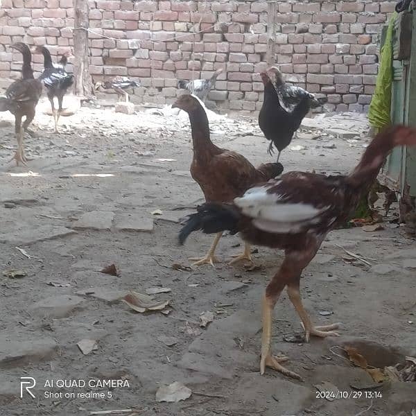 aseel hens and aseel murga long hight a quality 03036308392 11