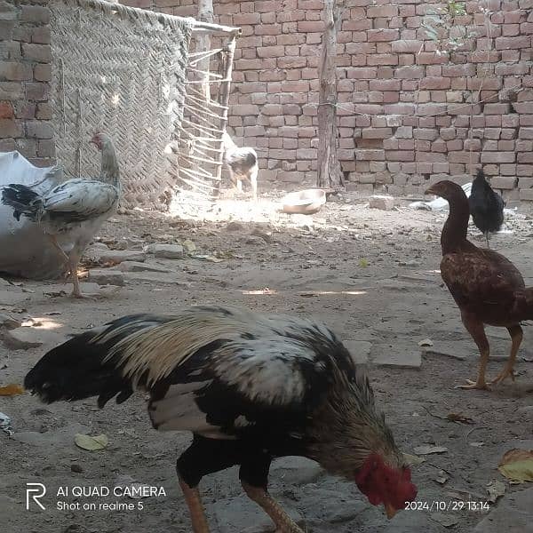 aseel hens and aseel murga long hight a quality 03036308392 12