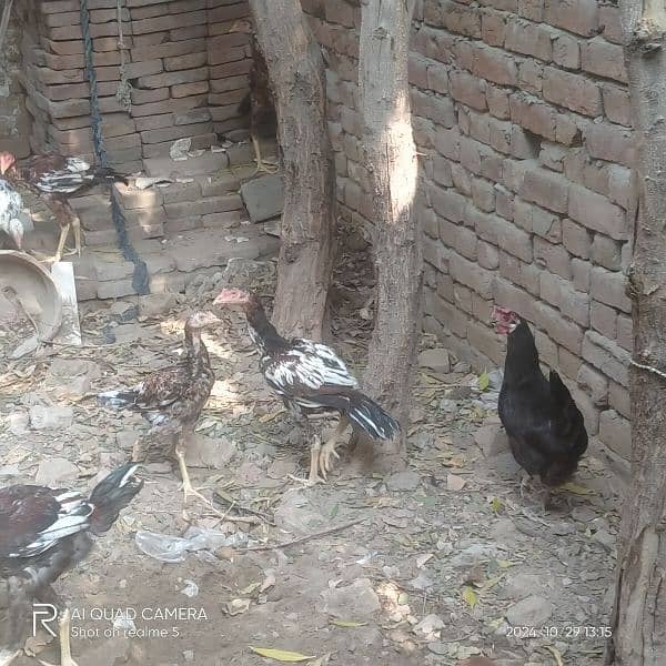 aseel hens and aseel murga long hight a quality 03036308392 16