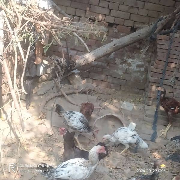 aseel hens and aseel murga long hight a quality 03036308392 17