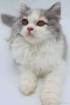 female Persian kitten