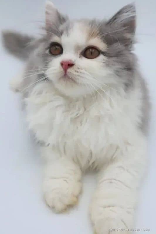 female Persian kitten 0