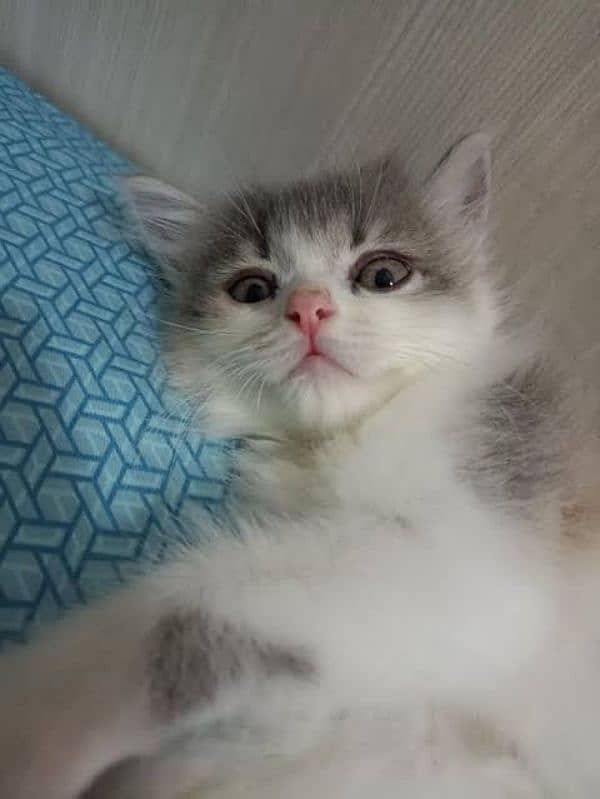 female Persian kitten 1