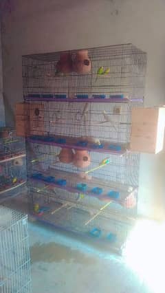 Australian Budgie , Breeding Box