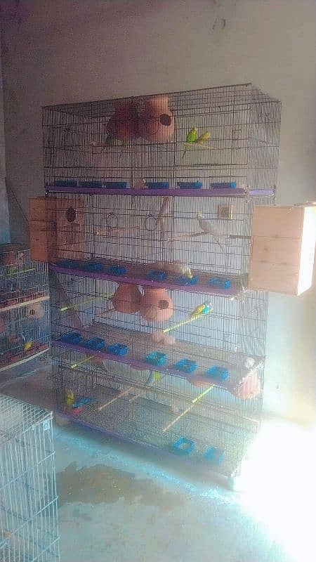 Australian Budgie , Breeding Box 0