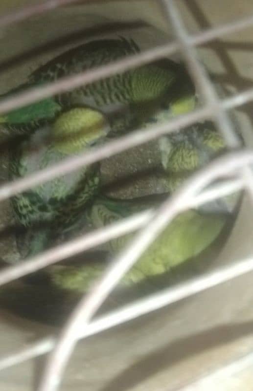 Australian Budgie , Breeding Box 3