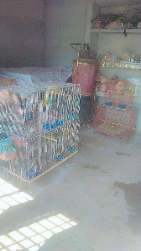 Australian Budgie , Breeding Box 7