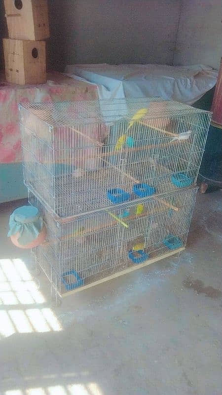 Australian Budgie , Breeding Box 8