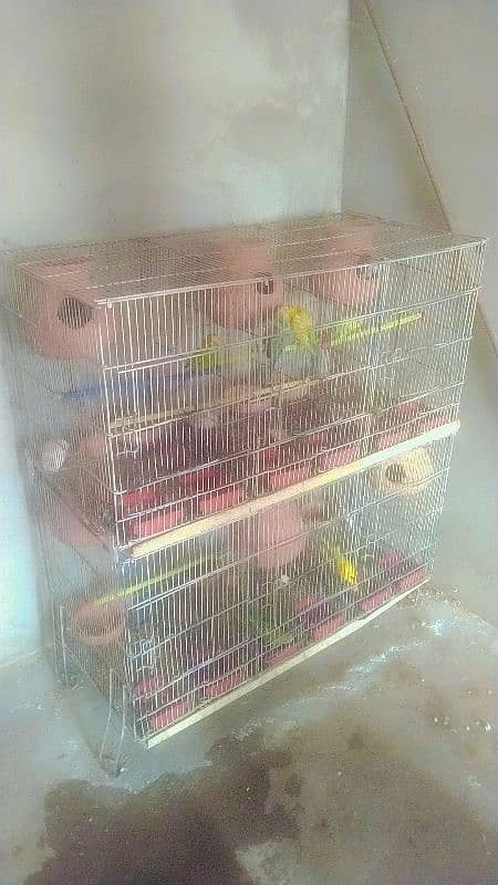 Australian Budgie , Breeding Box 9