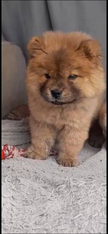 IMPORTED CHOW CHOW PUPPIES AVAILABLE FOR BOOKING 1