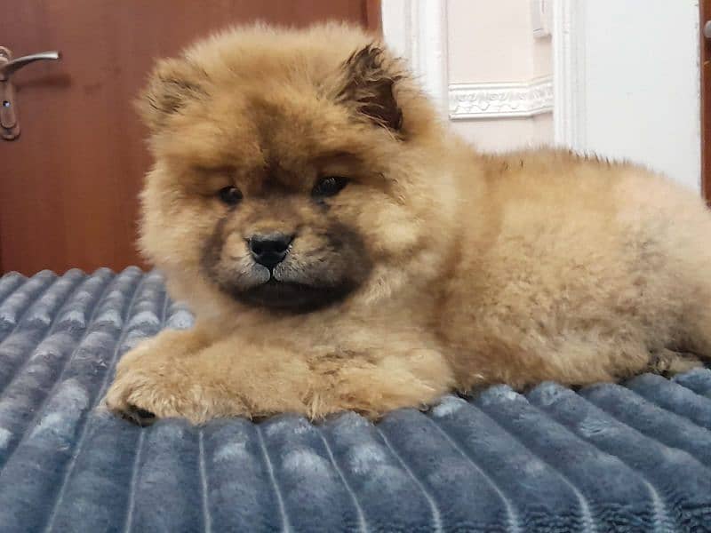 IMPORTED CHOW CHOW PUPPIES AVAILABLE FOR BOOKING 2