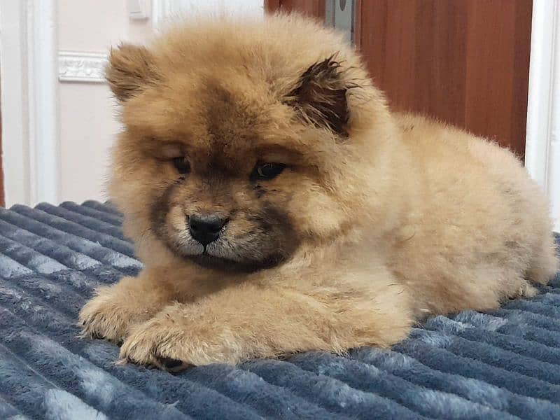 IMPORTED CHOW CHOW PUPPIES AVAILABLE FOR BOOKING 0