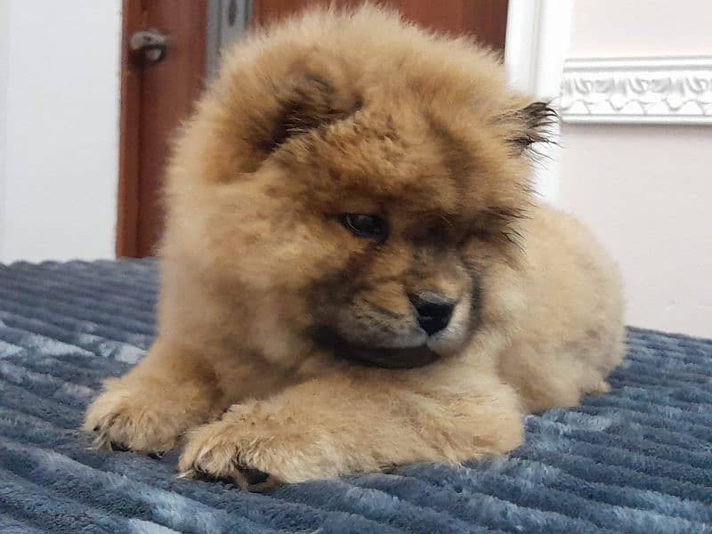 IMPORTED CHOW CHOW PUPPIES AVAILABLE FOR BOOKING 3