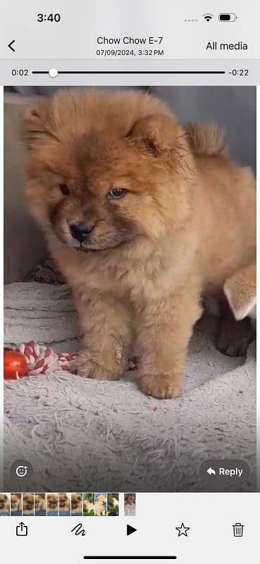 IMPORTED CHOW CHOW PUPPIES AVAILABLE FOR BOOKING 4