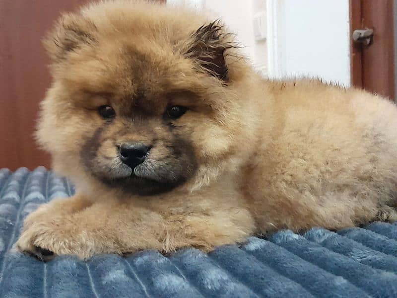 IMPORTED CHOW CHOW PUPPIES AVAILABLE FOR BOOKING 5